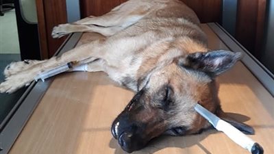 كلب ينقذ صاحبه ويتلقى بدلا منه طعنة في الجمجمة (فيديو)