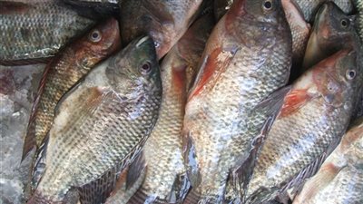 تباين أسعار الأسماك بسوق الجملة.. والبلطي يسجل 27 جنيها