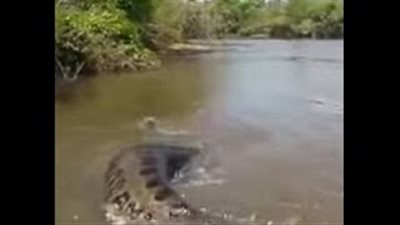 بالفيديو.. لحظة ظهور ثعبان عملاق في أحد الأنهار