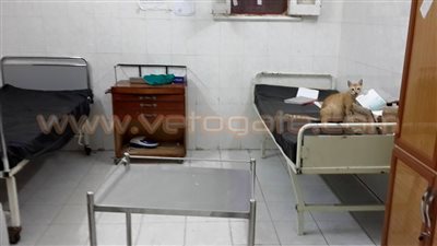 بالصور.. مستشفى ههيا بالشرقية مأوى للقطط وجراج للدراجات