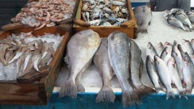 «تموين الغربية»: ضخ كميات كبيرة من الأسماك بمنافذ شركة الجملة