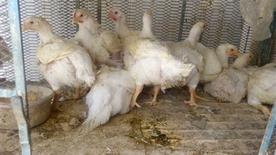 بالصور.. تباين أسعار الدواجن والبيضاء تسجل 32 جنيهًا