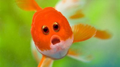 بالصور.. شكل الحيونات حال امتلاكها الأعين الأمامية