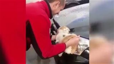 رجل يستخدم قطة في غسل سيارته المرسيدس(فيديو)