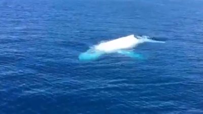 بالفيديو.. حوت «ألبينو» يفاجئ قاربا سياحيا بزيارة