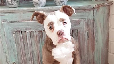 أكثر كلبة حزينة على الإنترنت (صور)