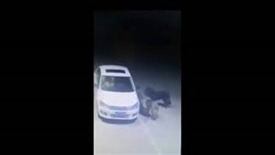 رد فعل شابين لحظة هجوم ذئاب عليهما (فيديو)