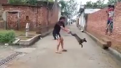 بالفيديو.. لقطات مروعة لرجل «يدوخ» كلبا ويرميه في الهواء