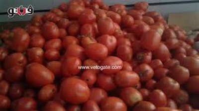 بالفيديو.. توقعات بارتفاع أسعار الطماطم الأيام القادمة