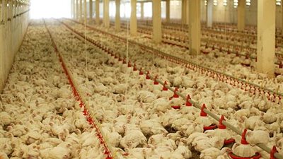 الثروة الداجنة تناقش مشكلات الصناعة المحلية والأسعار.. غدا