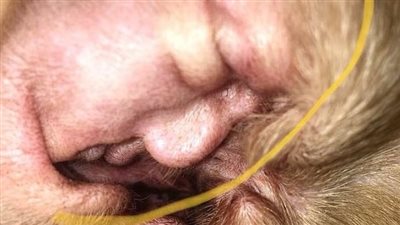 بالصور.. أذن كلب تظهر صورة «ترامب» تثير ضجة