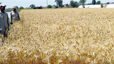 تنفيذ 380 حقلا إرشاديا لمحصول القمح بالوادي الجديد