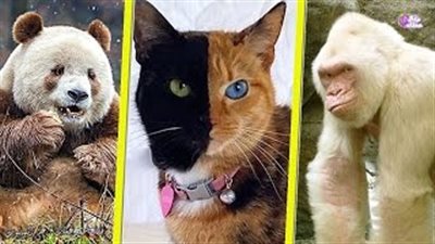 بالفيديو.. أغرب 17 حيوانًا في العالم