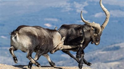 ماعز جبلي يلقى حتفه من فوق منحدر بعد معركة شرسة مع آخر (صور)