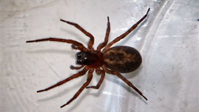 إغلاق 4 مدارس في بريطانيا بسبب العناكب السامة «فيديو»