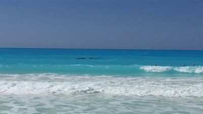 «البيئة»: الفيديوهات المتداولة عن وجود أكثر من حوت غير دقيقة