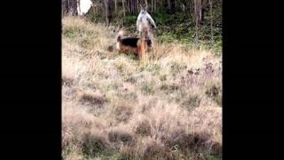 بالفيديو.. خناقة بين كلب وكنغر تستدعي تدخل الشرطة