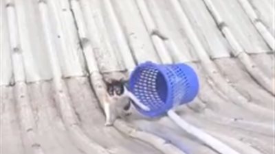 عمال ينقذون قطة بطريقة مبتكرة (فيديو)