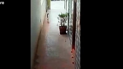 معركة شرسة بين قطة شجاعة وكوبرا (فيديو)