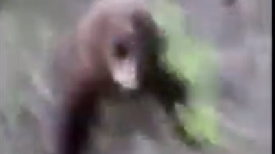 لحظة مهاجمة دب لرجل حاول تصويره من قرب (فيديو)