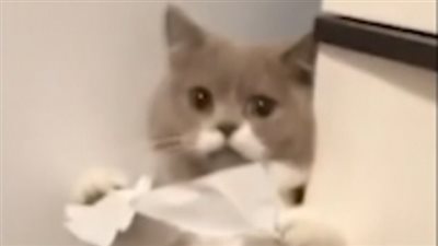 تحد جديد يثير غضب محبي الحيوانات عبر الإنترنت (فيديو وصور)