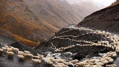 بالصور.. رحلة هجرة أغنام بأخطر طرق أوروبا