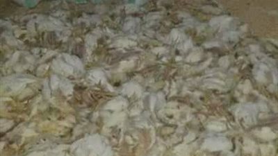 استغاثة مواطن من نفوق الدواجن بمزارع الفيوم بسبب انقطاع الكهرباء