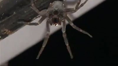 أنثى عنكبوت تسقط صغارها من أعلى ظهرها (فيديو وصور)