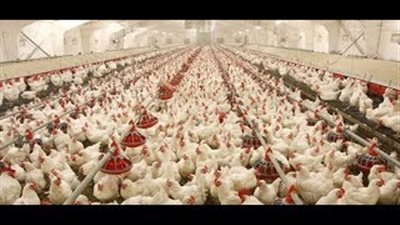 بالفيديو.. تفاصيل أكبر مشروع للدواجن في الشرق الأوسط