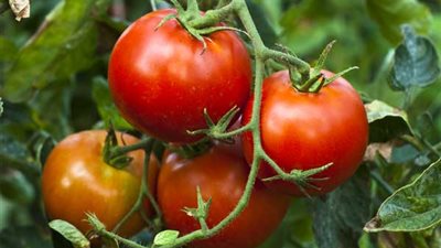 انكسار العامل الوراثي..هل تسبب «خسوف الجين» في كارثة طماطم 023؟