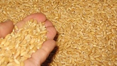 عضو بـ«زراعة النواب»: القمح المستورد سبب أزمة التوريد