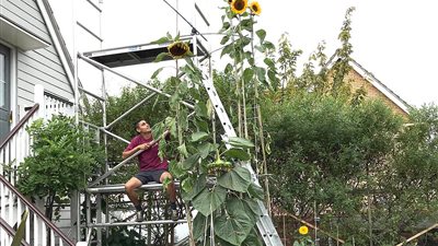 شاب يزرع دوار الشمس بارتفاع منزله (صور)