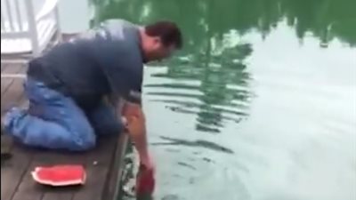 بالفيديو.. رد فعل الأسماك لحظة وضع قطعة بطيخ في المياه