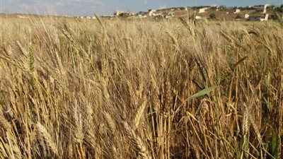 توريد 253 ألفا و714 طن قمح بشون وصوامع الوادي الجديد