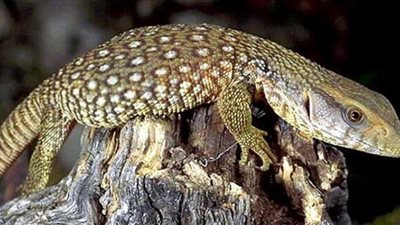 حملة ضد السحالي في فلوريدا