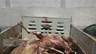 بالصور.. نيابة طوخ تبدأ التحقيق مع عاطلين بتهمة ذبح حمير