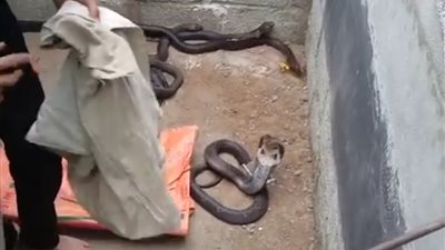 شاب يحاول السيطرة على ثعابين الكوبرا (فيديو)