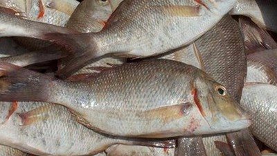 البيئة: التعديات أبرز أسباب تراجع الإنتاج السمكي