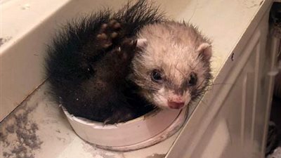 زوجان يعثران على نمس يستغيث بمنزلهما (صور)