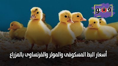 اسعار البط المسكوفى والمولر والفرنساوى بالمزارع