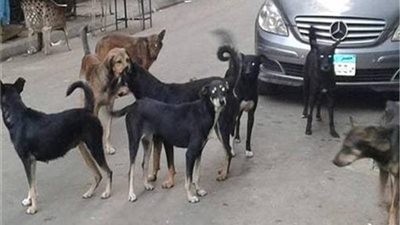 بعد عقر طفل.. الكلاب الضالة تهدد أهالي شبرا الخيمة