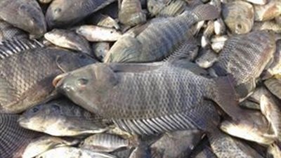 «الوزراء» يوافق على تشديد عقوبة صيد الأسماك بالمواد السامة