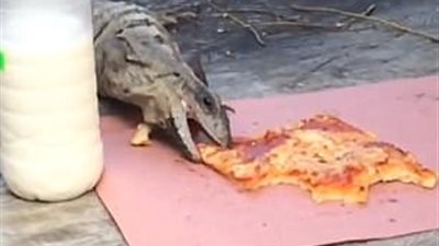 بالفيديو والصور.. عصابة من سحالي الإجوانا تسرق غداء رجل