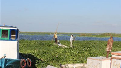 البيئة: انتشار ورد النيل وراء تراجع الإنتاج السمكي للبحيرات