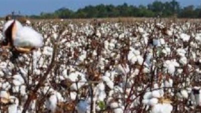 برلمانى: تراجع الحكومة عن شراء القطن يهدد بوقف زراعته