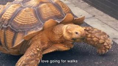 بالفيديو.. رجل ينزه سلحفاته العملاقة بشوارع طوكيو