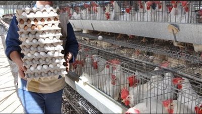 كيلو الدواجن يسجل 28 جنيها وكرتونة البيض بـ38 في الأسواق