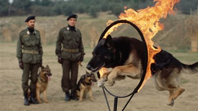 إكسبرس: كلب ينقذ القوات الخاصة البريطانية من داعش بليبيا