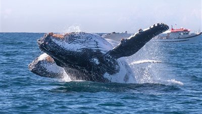 بالصور.. حوت أحدب يفاجئ سائحين أثناء هجرته