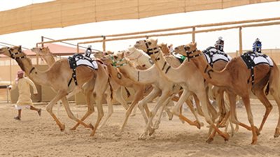 الوادي الجديد تستعد لإقامة مهرجان الهجن العربية